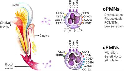 Oral Neutrophils: Underestimated Players in Oral Cancer